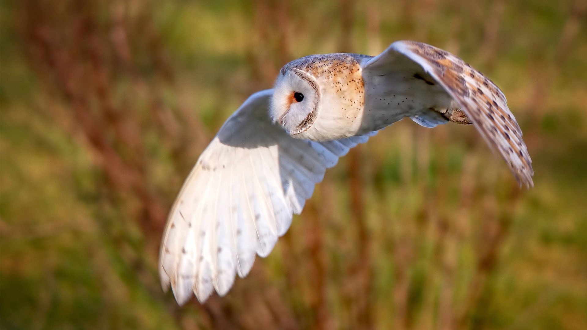 Jiuyou-_湖人队士气高昂,誓冲季后赛_,看一下湖人队